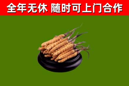 永定烟酒回收冬虫夏草.jpg